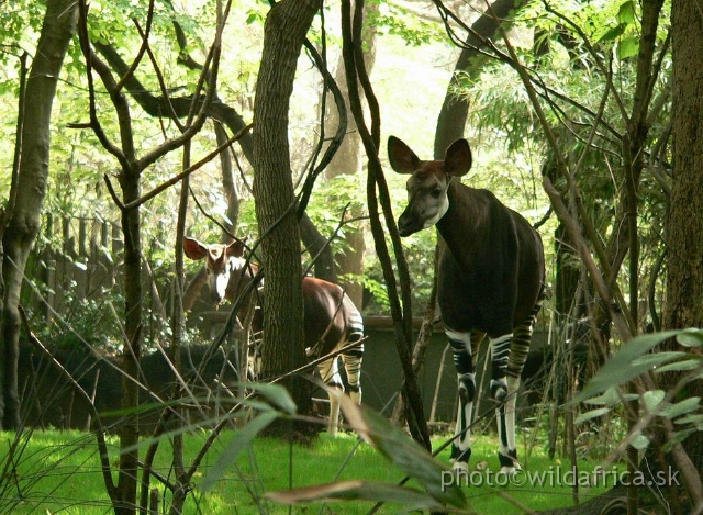 okapi 03.jpg - Okapi pair in very realistic enclosure.